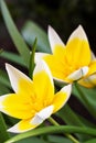 Diminutive Tulip (Tulipa tarda) Royalty Free Stock Photo