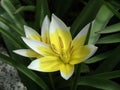 Diminutive tulip (tulipa tarda) Royalty Free Stock Photo