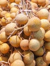 Dimocarpus longan