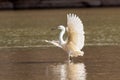 Dimorphic Egret Royalty Free Stock Photo