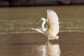 Dimorphic Egret