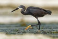 Dimorphic Egret - Egretta dimorpha heron found in Comoros, Kenya, Madagascar, Seychelles, Tanzania, subspecies of western reef