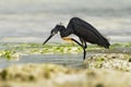 Dimorphic Egret - Egretta dimorpha heron found in Comoros, Kenya, Madagascar, Seychelles, Tanzania, subspecies of western reef