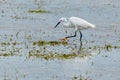 Dimorphic Egret - Light Morph