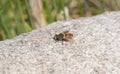 A Dimorphic Sickleleg Polydontomyia curvipes Perched on a Rock in Colorado