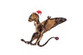 Dimorphodon Dinosaur with Christmas hat on white background