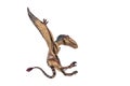Dimorphodon Dinosaur on white background Royalty Free Stock Photo