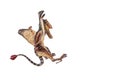 Dimorphodon Dinosaur on white background Royalty Free Stock Photo