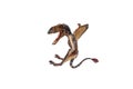Dimorphodon Dinosaur on white background Royalty Free Stock Photo