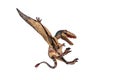 Dimorphodon Dinosaur on white background