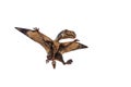 Dimorphodon Dinosaur on white background