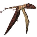 Dimorphodon in Flight Royalty Free Stock Photo