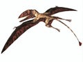 Dimorphodon on White