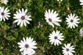 Dimorphotheca ecklonis Cape daisy in flower garden Royalty Free Stock Photo