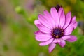 Dimorphotheca ecklonis Osteospermum,Cape Marguerite,African daisies flowers in the garden of Tenerife,Canary Islands, Spain. Royalty Free Stock Photo