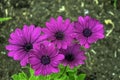 Dimorphotheca ecklonis or Osteospermum known as Cape marguerite, Van Staden`s river daisy, Sundays river daisy, daisy