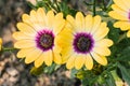 Dimorphotheca ecklonis or Osteospermum or Yellow African Daisy in full bloom Royalty Free Stock Photo