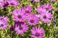 Dimorphotheca ecklonis pink flowers Royalty Free Stock Photo