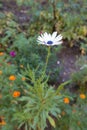 Dimorphotheca ecklonis with white flower head Royalty Free Stock Photo
