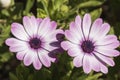 Dimorphotheca ecklonis violet flower Royalty Free Stock Photo