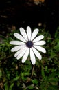 Dimorphotheca ecklonis white flower, Osteospermum flower with green leafy bottom Royalty Free Stock Photo