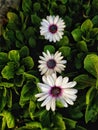 Closeup photography of white flowers Dimorphotheca. Green, white, pink. Floral photography. Osteospermum. Aisybushes or African da Royalty Free Stock Photo