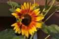 Dinamic sunflower.