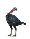 Dindon noir de Sologne Royalty Free Stock Photo