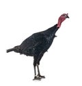 Dindon noir de Sologne Royalty Free Stock Photo