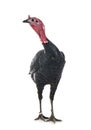 Dindon noir de Sologne Royalty Free Stock Photo