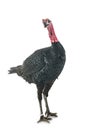 Dindon noir de Sologne Royalty Free Stock Photo