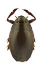 Dineutus