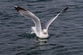 Dingle Ireland bird seagull wings sea Atlantic wild Royalty Free Stock Photo