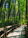 Dingmans Falls boardwalk through wood