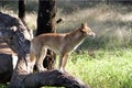 Dingo, Aust.native Dog