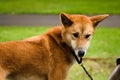 Dingo in Australia Zoo on a leash Royalty Free Stock Photo