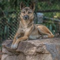 Dingo Royalty Free Stock Photo