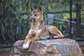 Dingo Royalty Free Stock Photo