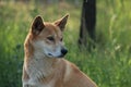 Dingo Royalty Free Stock Photo