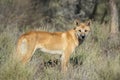 Dingo Royalty Free Stock Photo