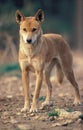 DINGO canis familiaris dingo