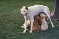 Dingo, canis familiaris dingo, Mother with Puppies suckling, Australia