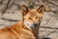 Dingo Canis familiaris dingo, Canis dingo, Canis lupus dingo head portrait