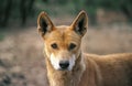 Dingo, canis familiaris dingo, Portrait of Adult