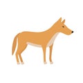 Dingo. Cartoon character. Australian dingo dog. Zoo illustration.