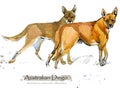 Dingo dog isolated on white watercolor illustration