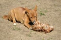 Dingo eating fowl Royalty Free Stock Photo