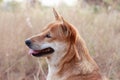 Dingo enjoying the morning warmth of springtime in a rural meadow Royalty Free Stock Photo