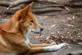 Dingo - Healesville