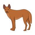 Dingo illustration vector.Dingo vector stock image